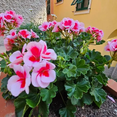 Il Giardino Di Iris *
