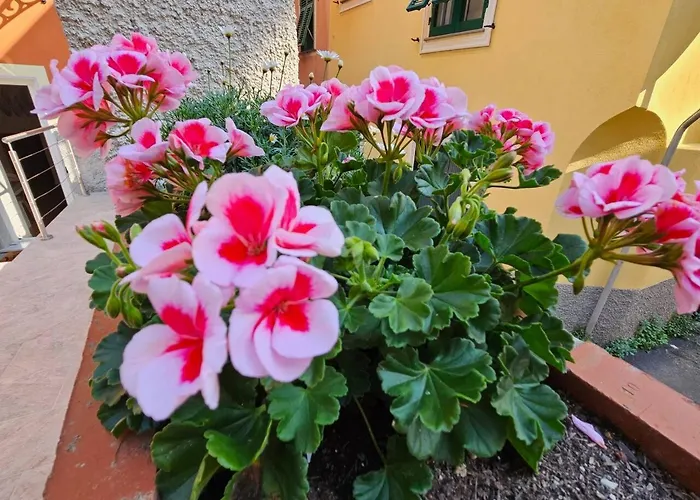 Il Giardino Di Iris *